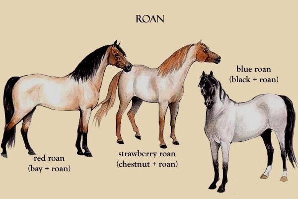 Roan
