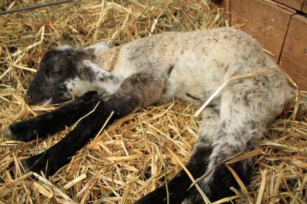 Умирающий ягнёнок