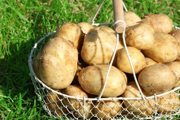 Картофель Тулеевский 