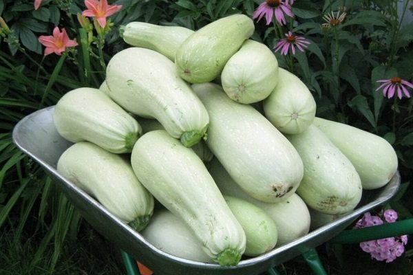 Зрелые кабачки