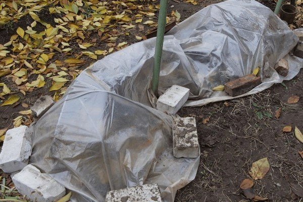 Укрытие винограда пленкой