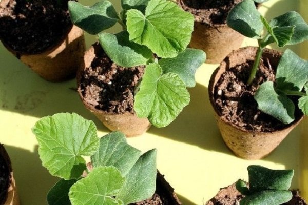 Тепловой режим для дыни