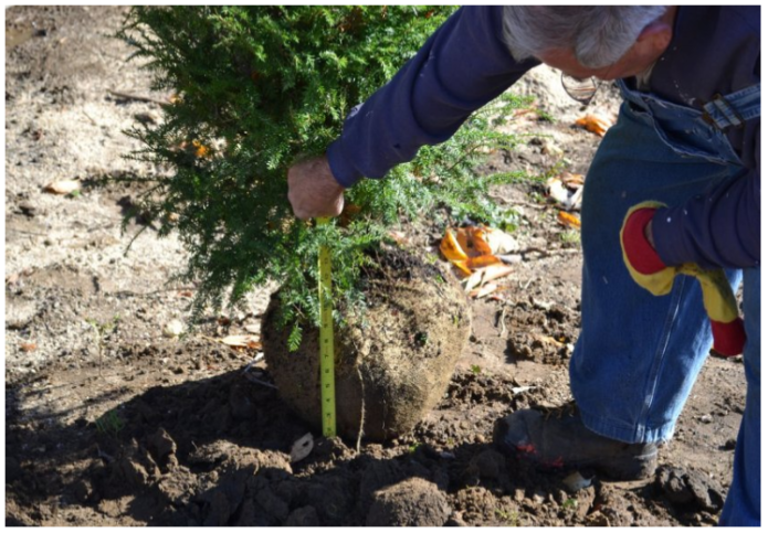 Можжевельник Минт Джулеп