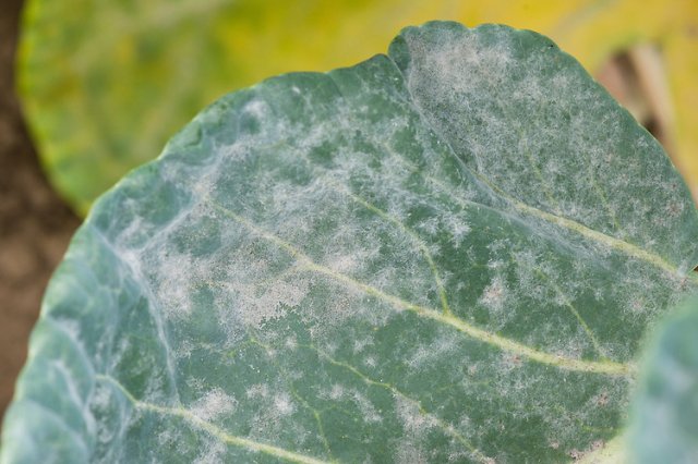 Pseudomonas vulgaris: симптомы, лечение и профилактика серьезного заболевания