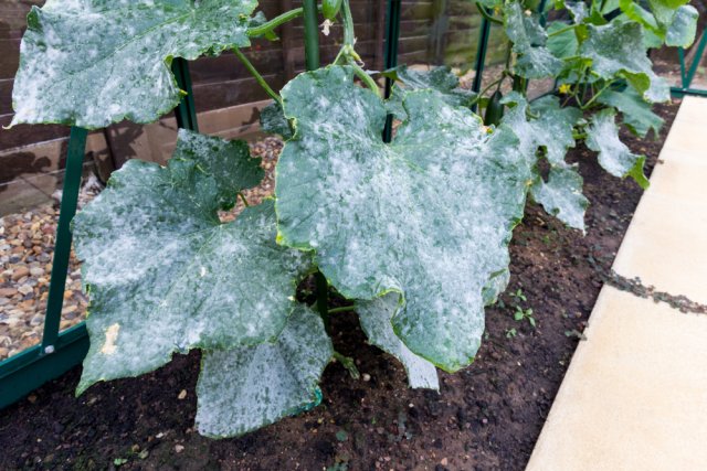 Pseudomonas vulgaris: симптомы, лечение и профилактика серьезного заболевания