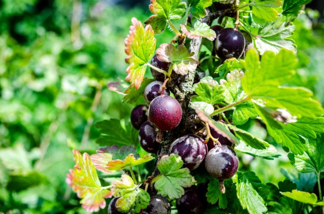 Pseudomonas vulgaris: симптомы, лечение и профилактика серьезного заболевания