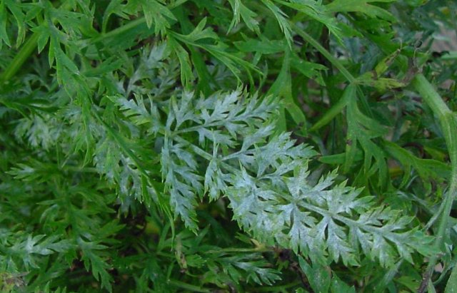 Pseudomonas vulgaris: симптомы, лечение и профилактика серьезного заболевания