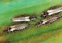 Таблица всех садовых вредителей с описанием, фотографиями и методами борьбы