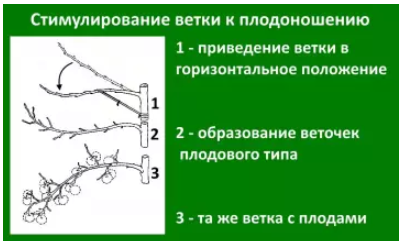 Обрезка сливы летом
