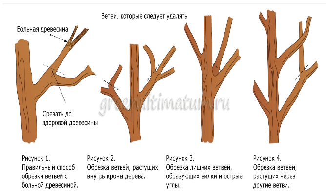 Обрезка сливы летом