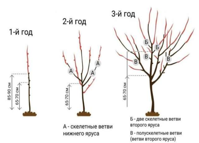 Обрезка сливы летом