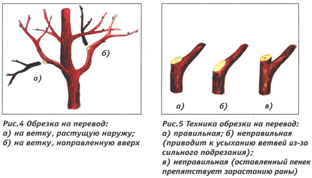 Обрезка сливы летом