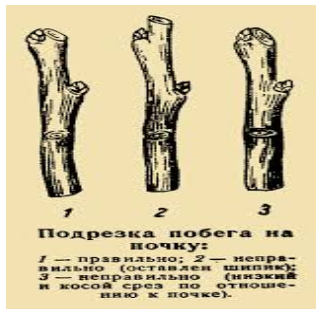 Обрезка сливы летом
