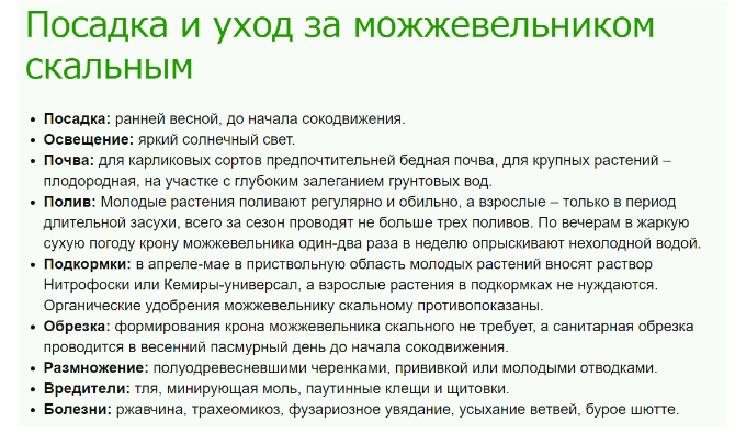 Можжевельник скальный
