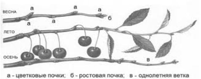 Обрезка вишни