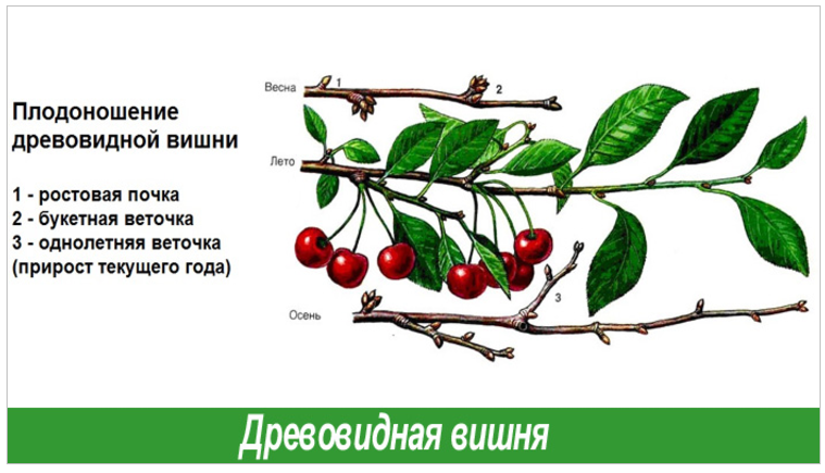 Обрезка вишни