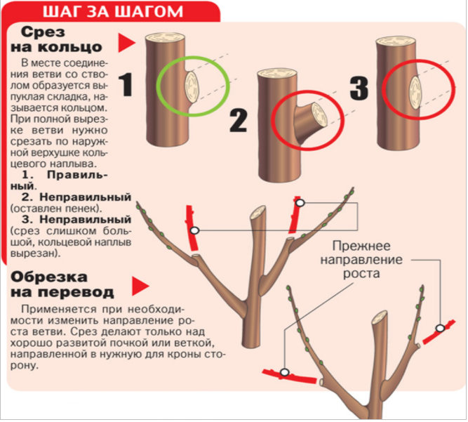 Обрезка вишни