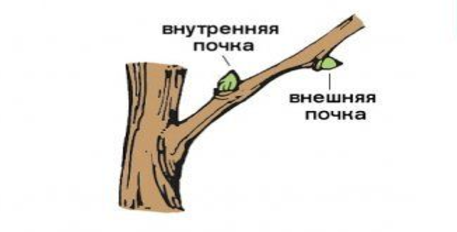 Обрезка вишни
