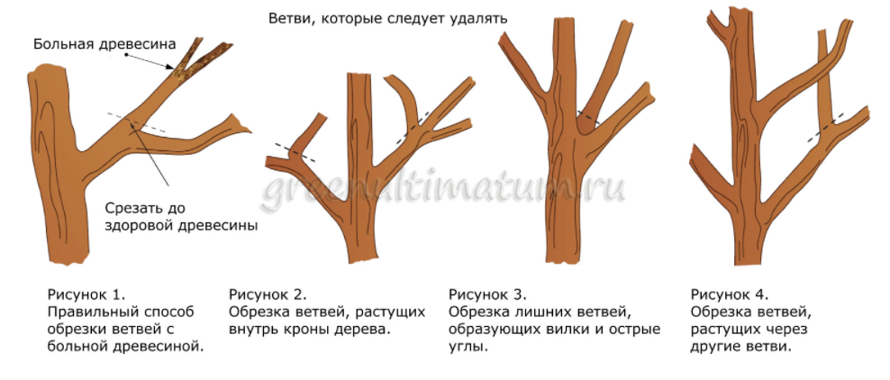 Обрезка вишни