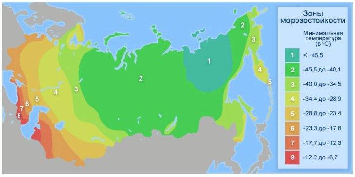 Клематис Ашва