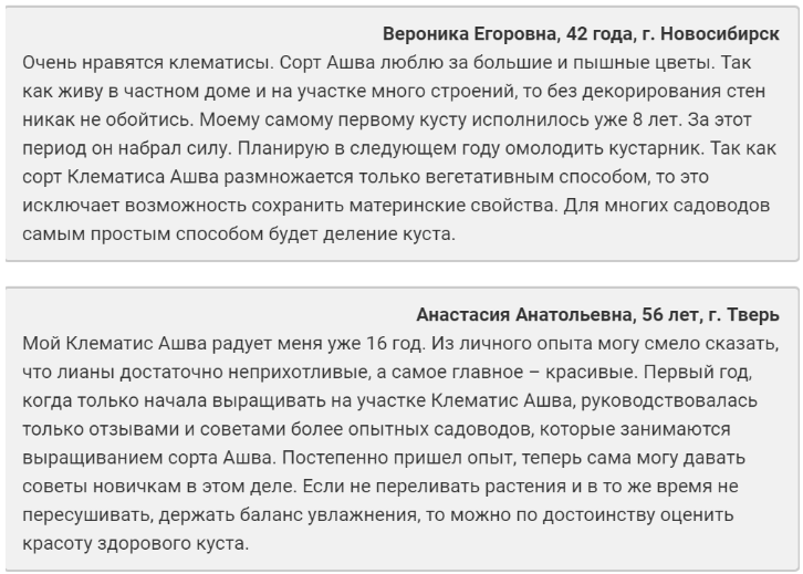 Клематис Ашва