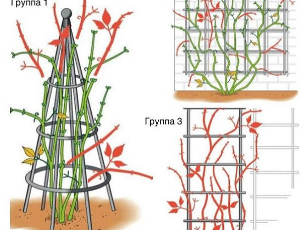Клематис Кардинал Вышинский