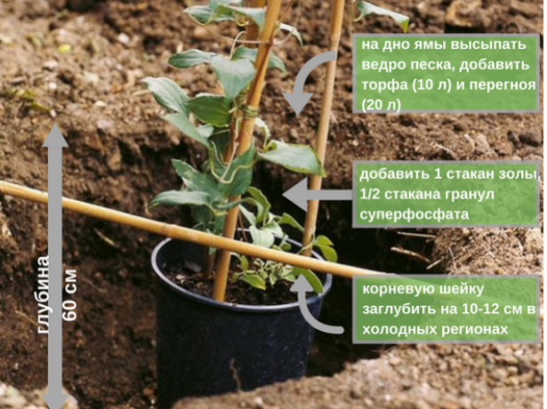 Клематис Кардинал Вышинский