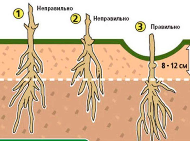 Клематис Кардинал Вышинский