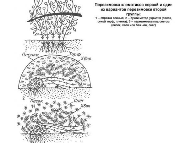 Клематис Кардинал Вышинский