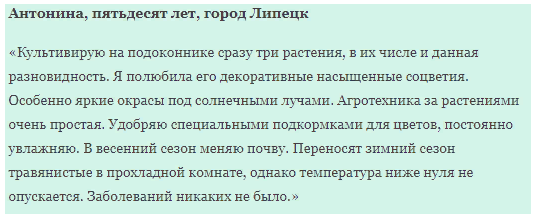 Клематис Кардинал Вышинский