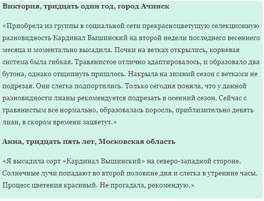 Клематис Кардинал Вышинский