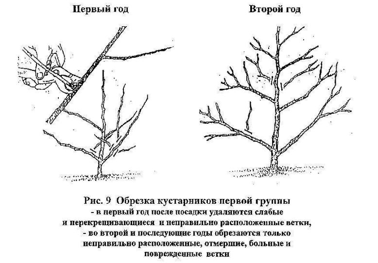 Обрезка чубушника осенью