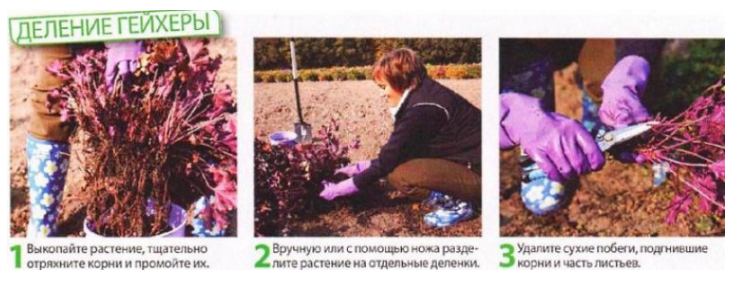 Гейхера &mdash; подготовка к зиме