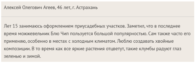 Можжевельник Блю Чип