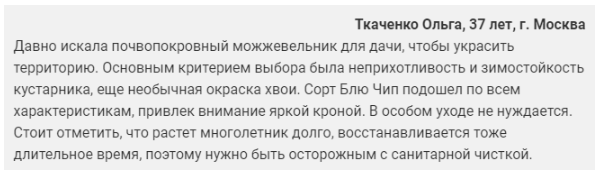 Можжевельник Блю Чип