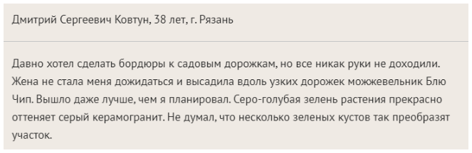 Можжевельник Блю Чип