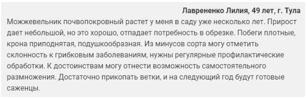 Можжевельник Блю Чип