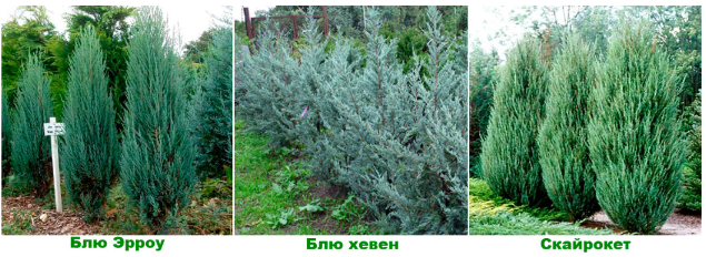 Можжевельник скальный