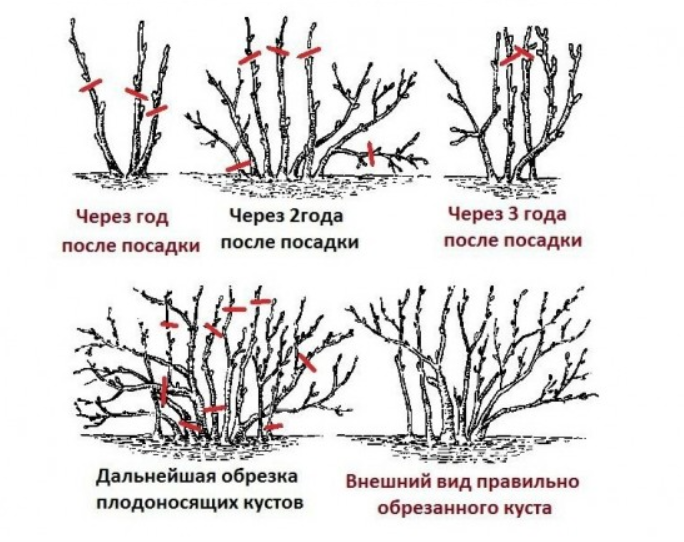 Красная смородина Сахарная