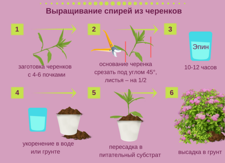 Размножение спиреи