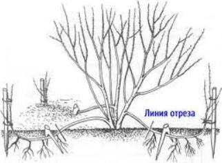 Размножение спиреи