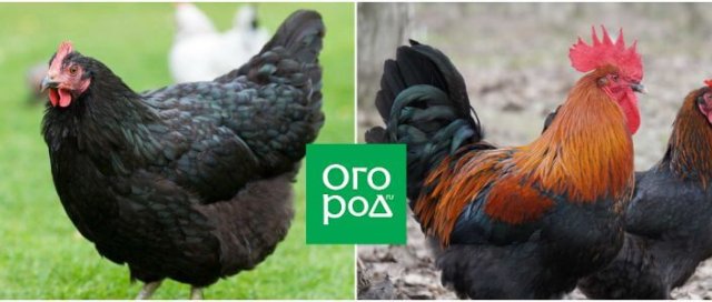 10 пород кур для домашнего разведения 10 пород кур для домашнего разведения