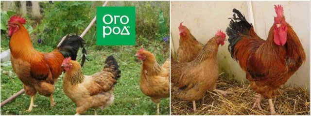 10 пород кур для домашнего разведения 10 пород кур для домашнего разведения