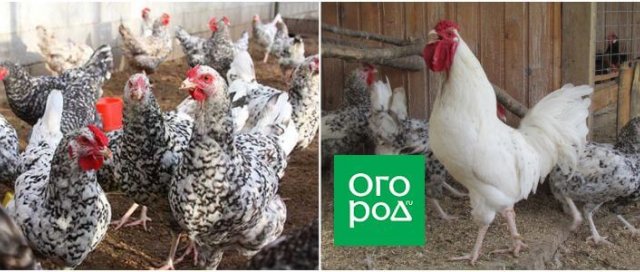 10 пород кур для домашнего разведения 10 пород кур для домашнего разведения