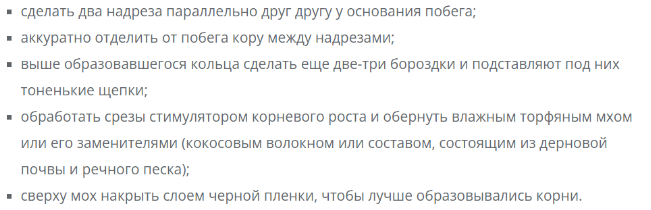 Уход за сливой 