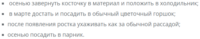 Уход за сливой 