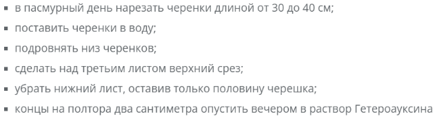 Уход за сливой 