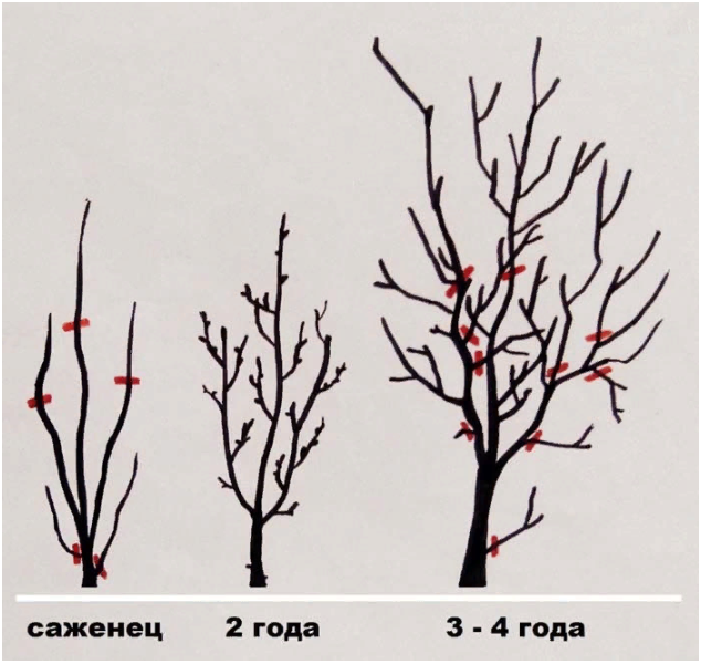 Обрезка сливы