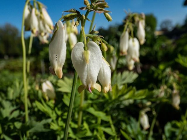 Как вырастить дицентру: посадка, уход и лучшие сорта Как вырастить дицентра: посадка, уход и лучшие сорта