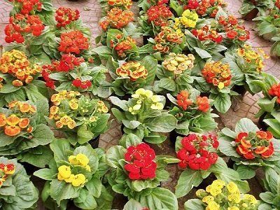 Какие цветы посеять на рассаду в январе